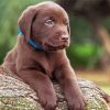 Puppy Chocolate Labrador paint by number