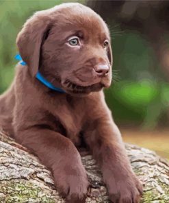 Puppy Chocolate Labrador paint by number