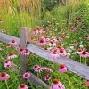 Meadow Wildflowers paint by number