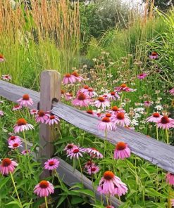 Meadow Wildflowers paint by number