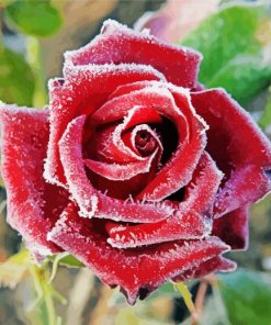 Winter Rose paint by number