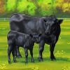 Aberdeen Angus Cows Paint by number