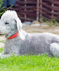 Aesthetic Bedlington Terrier Animal Paint by number