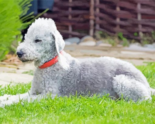 Aesthetic Bedlington Terrier Animal Paint by number