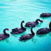 Aesthetic Black Swans Paint by number