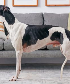 Aesthetic Greyhound Dog paint by number