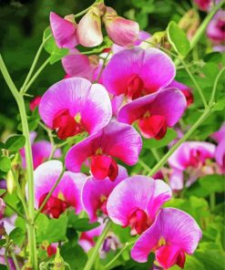 Aesthetic Sweet Pea Flower paint by number