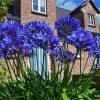 Agapanthus paint by number