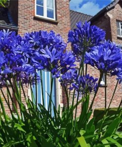 Agapanthus paint by number