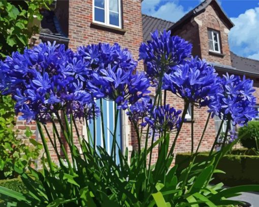 Agapanthus paint by number