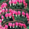 Asian Bleeding Heart paint by number