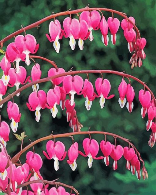 Asian Bleeding Heart paint by number