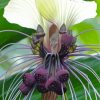 Bat Flowers Tacca Chantrieri paint by number