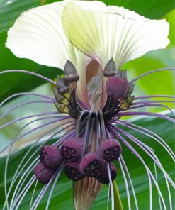 Bat Flowers Tacca Chantrieri paint by number