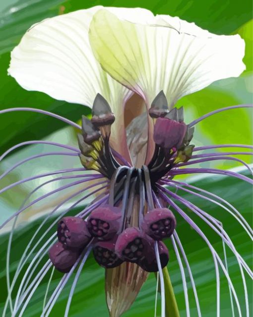 Bat Flowers Tacca Chantrieri paint by number