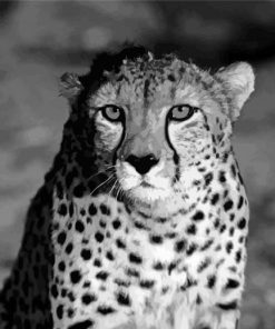 Black And White Cheetah paint by number