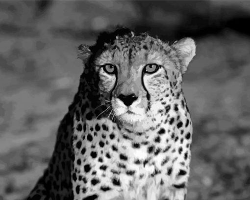 Black And White Cheetah paint by number