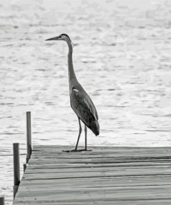 Black And White Heron On Dock paint by number