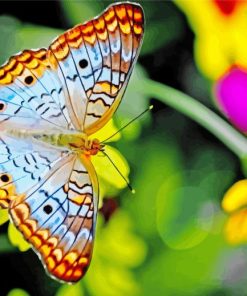 Blue Orange Butterfly Insect paint by number