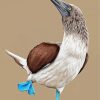 Blue Footed Booby Illustration paint by number