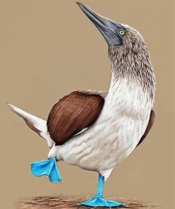 Blue Footed Booby Illustration paint by number