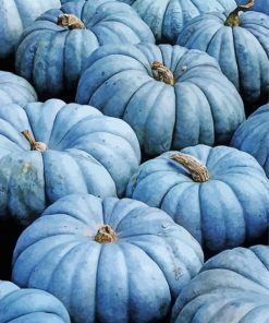 Blue Pumpkin paint by number