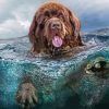 Brown Dog Swimming paint by number