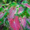 Caladium Colorful Plant paint by number