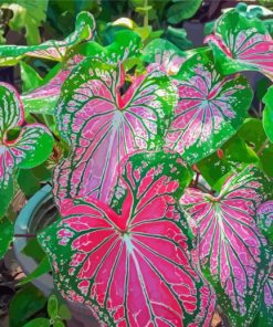 Caladium Colorful Plant paint by number