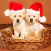 Christmas White Labradors Puppies Paint by number