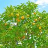 Citrus Tree paint by number