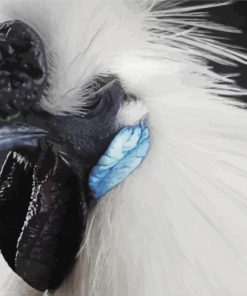 Close Up Silkie Chicken paint by number