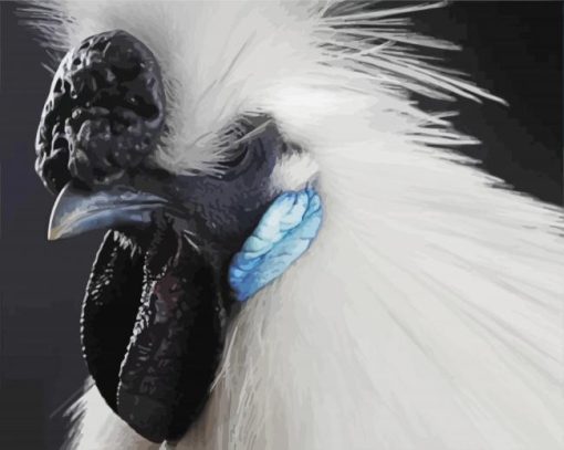 Close Up Silkie Chicken paint by number