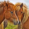 Couple Horses Animals Paint by number