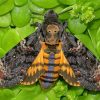 Death Head Moth Butterfly paint by number