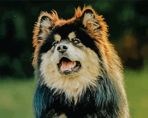 Finnish Lapphund Dog paint by number