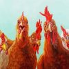 Funny Chickens paint by number