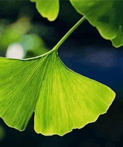 Ginkgo Biloba Leave paint by number