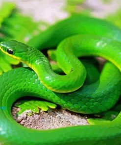 Green Snake paint by number