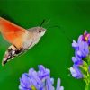 Hummingbird Hawk Moth paint by number