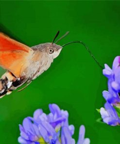 Hummingbird Hawk Moth paint by number