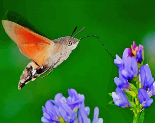 Hummingbird Hawk Moth paint by number