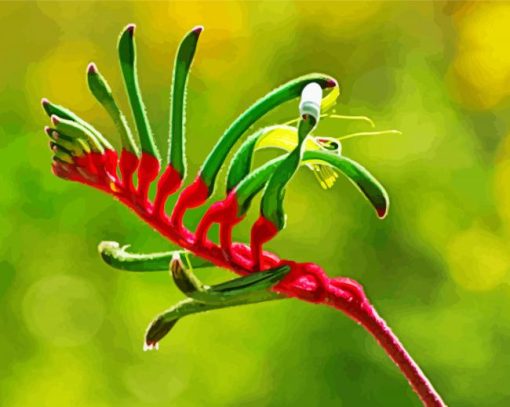 Kangaroo Paw paint by number