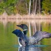 Lake With Loon Bird paint by number