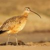 Long Billed Curlew On Morro Strand Paint by number