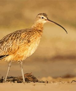 Long Billed Curlew On Morro Strand Paint by number