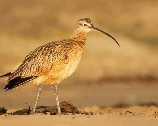 Long Billed Curlew On Morro Strand Paint by number