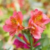 Pink And Yellow Alstroemeria Flower paint by number