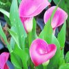 Pink Calla Lily Paint by number