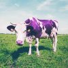 Purple Cow Animal paint by number